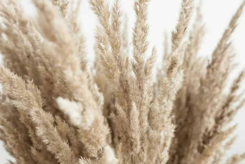 Gros plan sur un bouquet d'herbes de pampa séchées aux tons beiges et dorés, sur fond clair