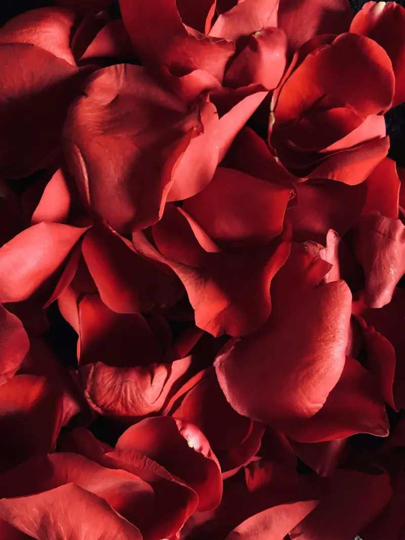Pétales de roses rouges